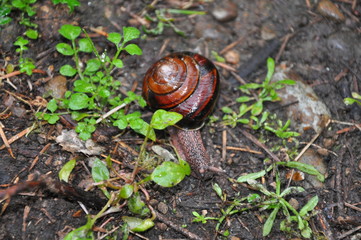 Snail Large Garden Pest Shell
