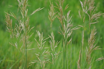 Grass