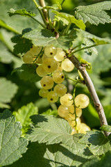 White currant berries on a branch close-up. Ribes niveum