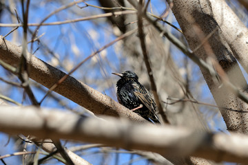 Common starling (Sturnus vulgaris) sitting on a tree in a clear spring day