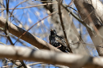 Common starling (Sturnus vulgaris) sitting on a tree in a clear spring day