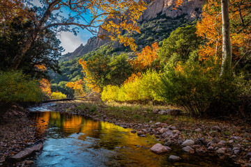 Bright Fall foliage reflects in the waters of Cave Creek. Cave Creek Canyon in the Chiricahua...