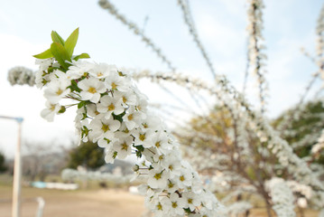 ユキヤナギ　ゆきやなぎ　白い花　小さい花　春　自然　花　