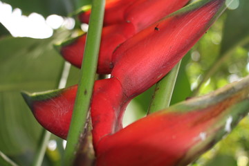estas son diferentes tipos de flores y hojas, fotos tomadas en distintos lugares y jardines aqui podemos observar diferentes tipos,colores ,texturas y tamaños .           
