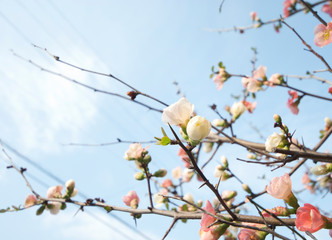 ボケ　ボケの花　春　小花　自然　春日和　ナチュラル　花　フラワー