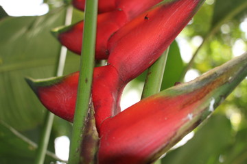 estas son diferentes tipos de flores y hojas, fotos tomadas en distintos lugares y jardines aqui podemos observar diferentes tipos,colores ,texturas y tamaños .           