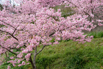 Naklejka premium 佐久間ダムの河津桜 千葉県安房郡鋸南町