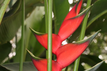 estas son diferentes tipos de flores y hojas, fotos tomadas en distintos lugares y jardines aqui podemos observar diferentes tipos,colores ,texturas y tamaños .           
