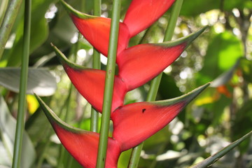 estas son diferentes tipos de flores y hojas, fotos tomadas en distintos lugares y jardines aqui podemos observar diferentes tipos,colores ,texturas y tamaños .           