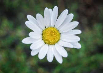 Obraz premium daisy in the grass
