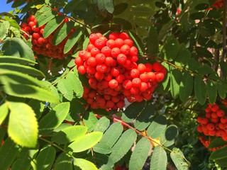 bunch of rowanberry 