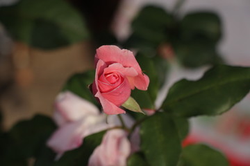 estas son diferentes tipos de flores y hojas, fotos tomadas en distintos lugares y jardines aqui podemos observar diferentes tipos,colores ,texturas y tamaños .           
