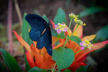 Blue Butterfly on flower