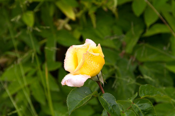 Young rose Gloria Dei (Peace) covered in drops after summer rain