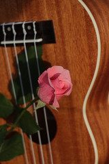 estas son diferentes tipos de flores y hojas, fotos tomadas en distintos lugares y jardines aqui podemos observar diferentes tipos,colores ,texturas y tamaños .           