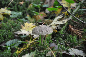 Mushroom Fungus Autumn Fall