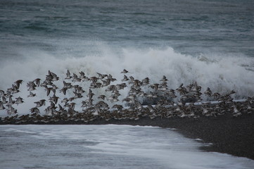 Shorebirds In Flight Waves Crashing