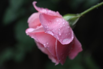 estas son diferentes tipos de flores y hojas, fotos tomadas en distintos lugares y jardines aqui podemos observar diferentes tipos,colores ,texturas y tamaños .           