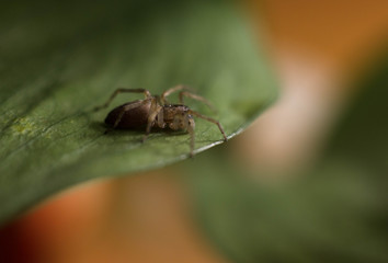 spider crawling on green grass. macro