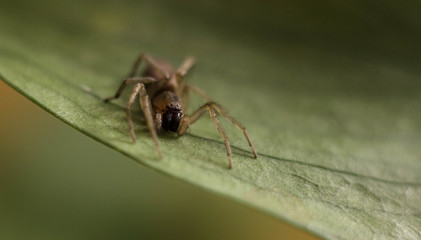 spider crawling on green grass. macro
