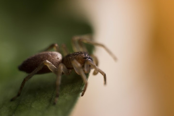 spider crawling on green grass. macro