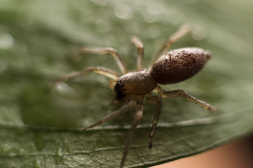 spider crawling on green grass. macro