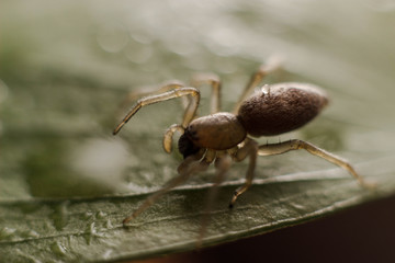 spider crawling on green grass. macro