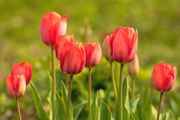 a group of salmon - red tulips in front of blurred green background