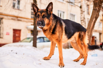 Naklejka na ściany i meble Dog German Shepherd in a city in a winter