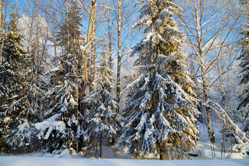 Winter forest and snow covered trees in it in a sunny day