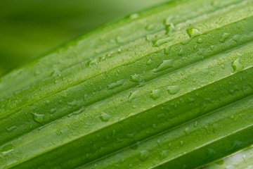 Fresh green leaf with water drops or dew in morning after rain