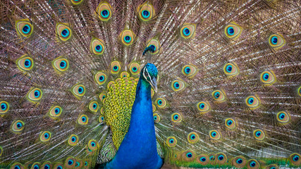 Obraz premium Isolated peacock in the wild- Israel