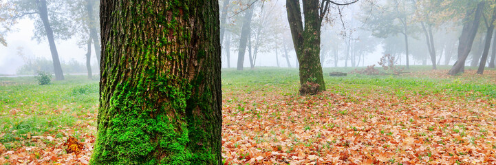 Obraz premium Misty autumn park, beautiful october morning.