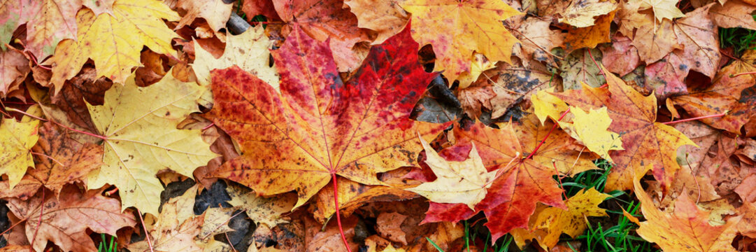 Misty autumn park, beautiful october morning.