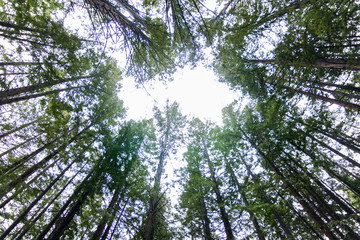 Bright Forest Sky