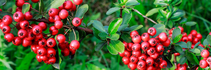 Red berries (cotoneaster horizontalis) in the garden.