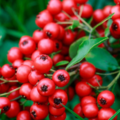 Red berries (cotoneaster horizontalis) in the garden.