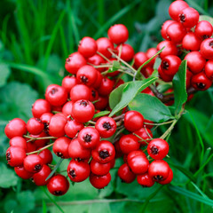 Red berries (cotoneaster horizontalis) in the garden.