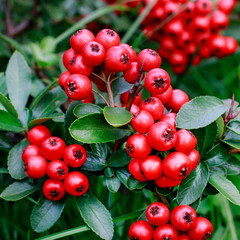 Red berries (cotoneaster horizontalis) in the garden.