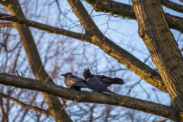 Birds