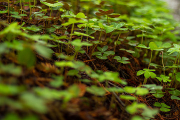 Greens of the Forest Floor