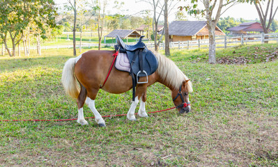 A Pony Horse eat grass in fram