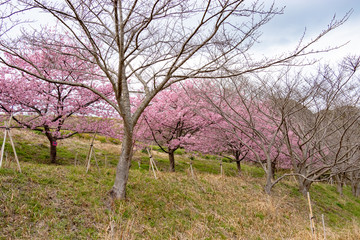 佐久間ダムの河津桜　千葉県安房郡鋸南町