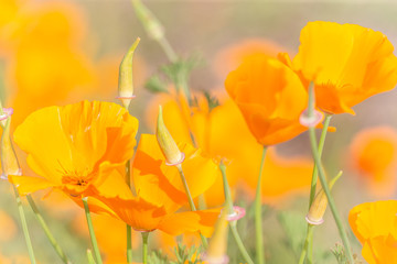 Poppies