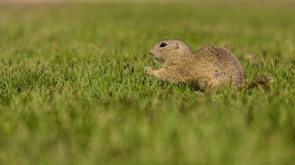 Naklejka na ściany i meble Small european brown ground squirrel standing in green grass and holding and consuming a piece of grass, sunny spring day at a prairie, copy space, blurry background