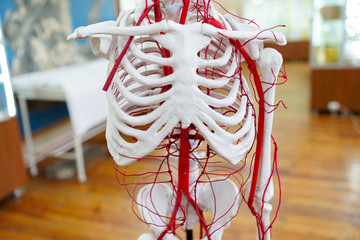 circulatory system human anatomy skeleton