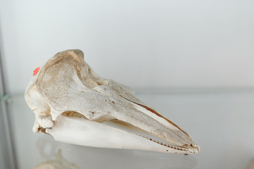 animal skull . biology anatomy concept