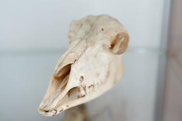animal skull . biology anatomy concept