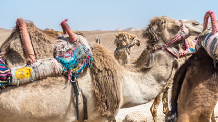 Camels ride adventure in the desert- Masada Israel
