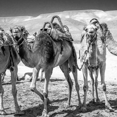 Camels ride adventure in the desert- Masada Israel